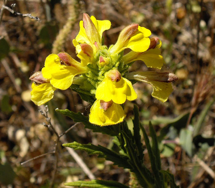 Parentucellia viscosa en fleurs dans une prairie ouverte en Espagne